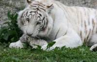 В Ялтинском зоопарке умер третий тигренок из потомства Тигрюли